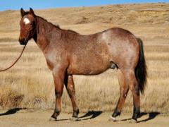 Whiskey Up Yao JW <BR> AQHA 5950571